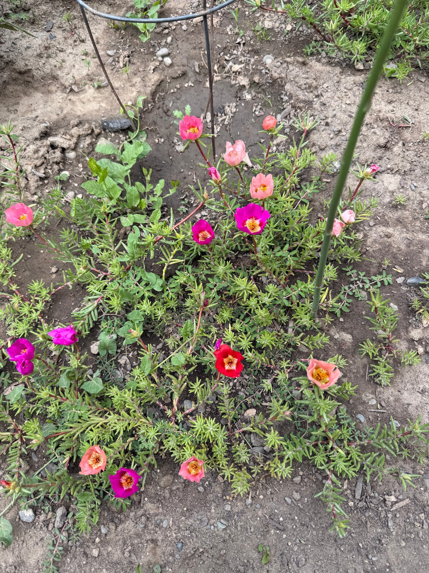 Moss Rose **Live Plant** (Portulaca grandiflora)