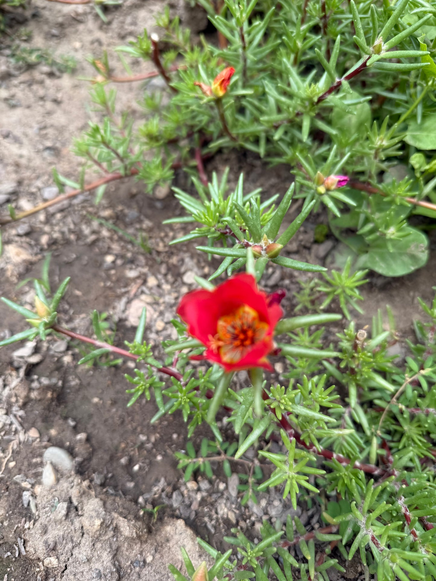 Moss Rose **Live Plant** (Portulaca grandiflora)