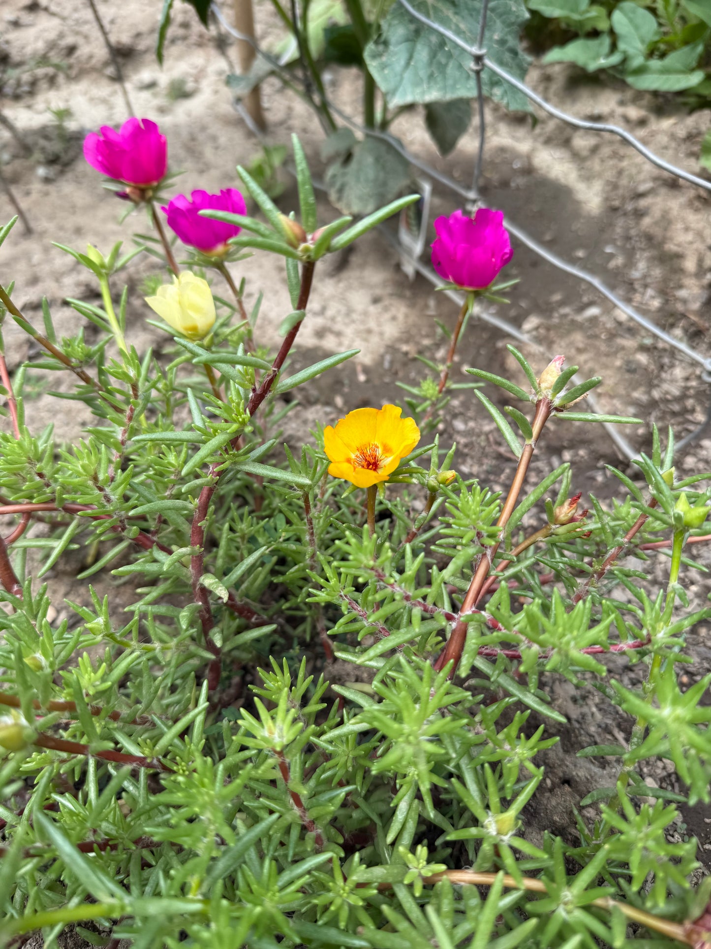Moss Rose **Live Plant** (Portulaca grandiflora)