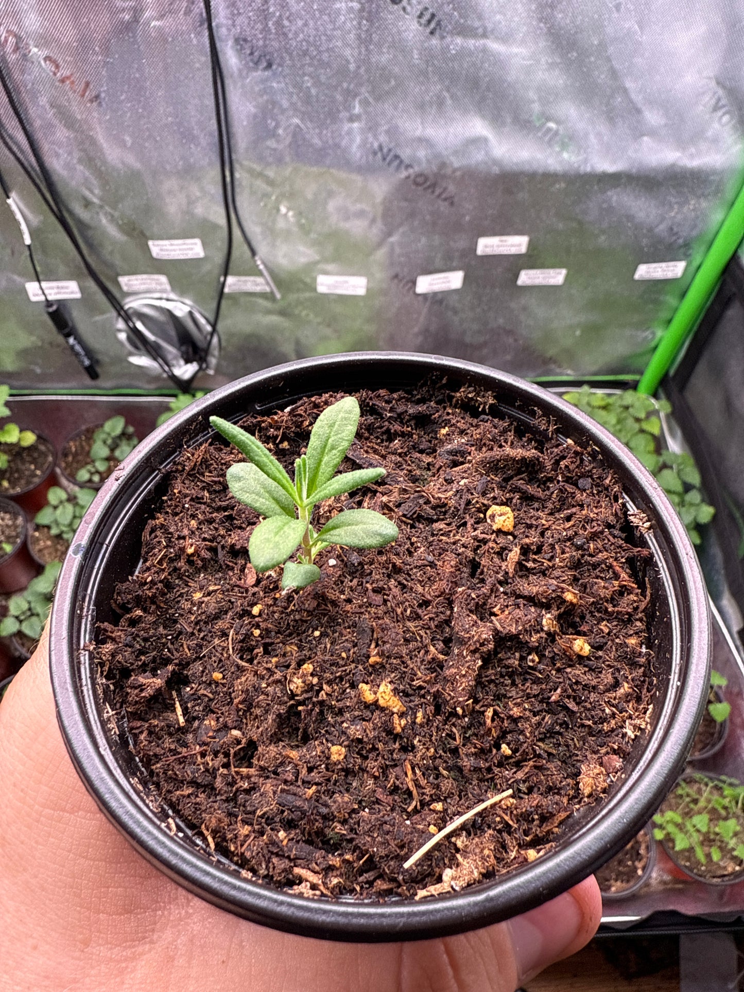 Lavender **Live Plant** (Lavandula angustifolia)