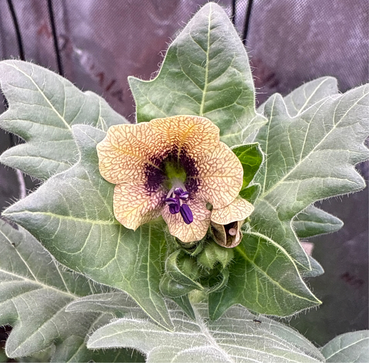 100 Henbane seeds (Hyoscyamus niger)