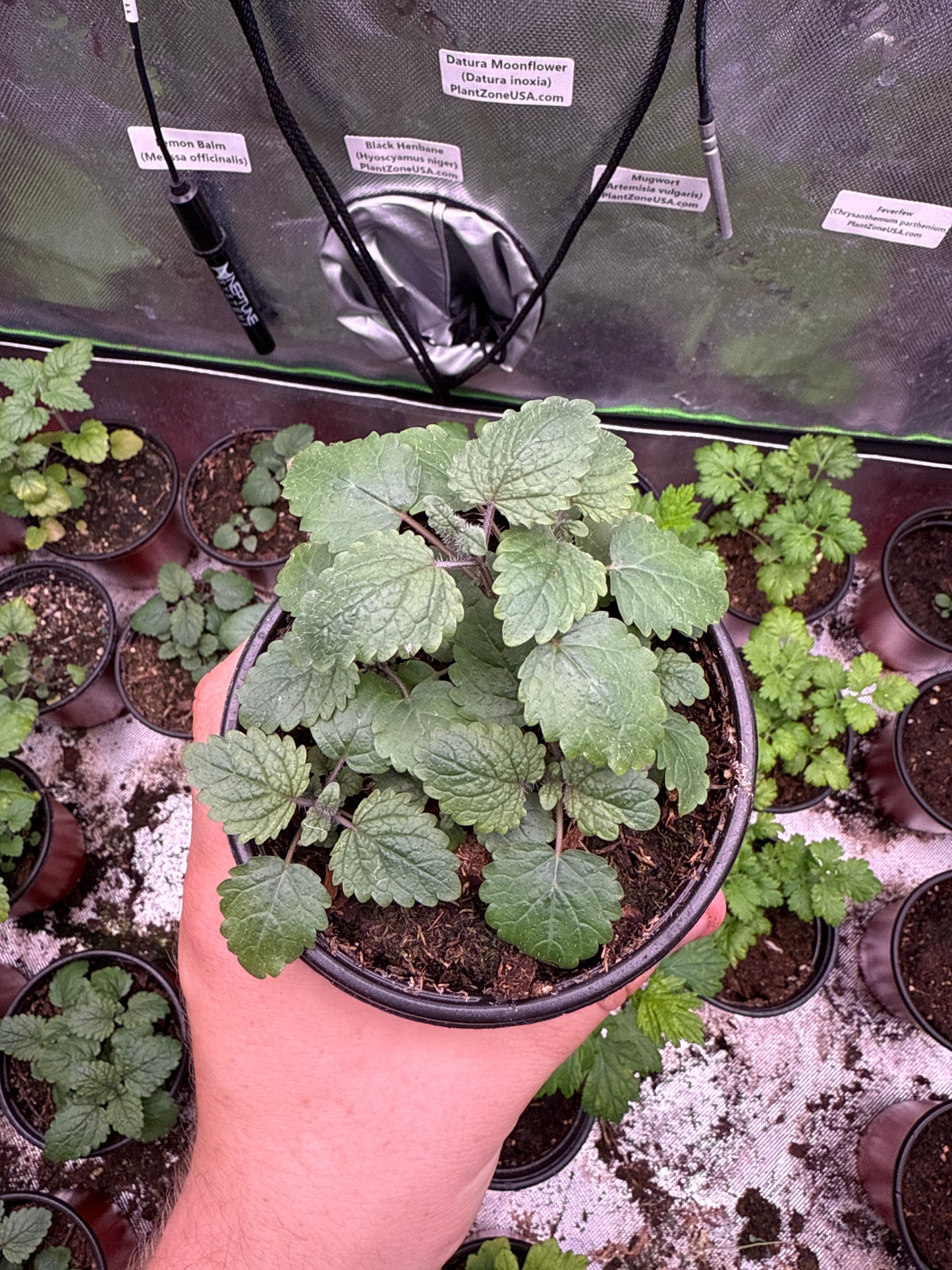 Lemon Balm **Live Plant** (Melissa officinalis)