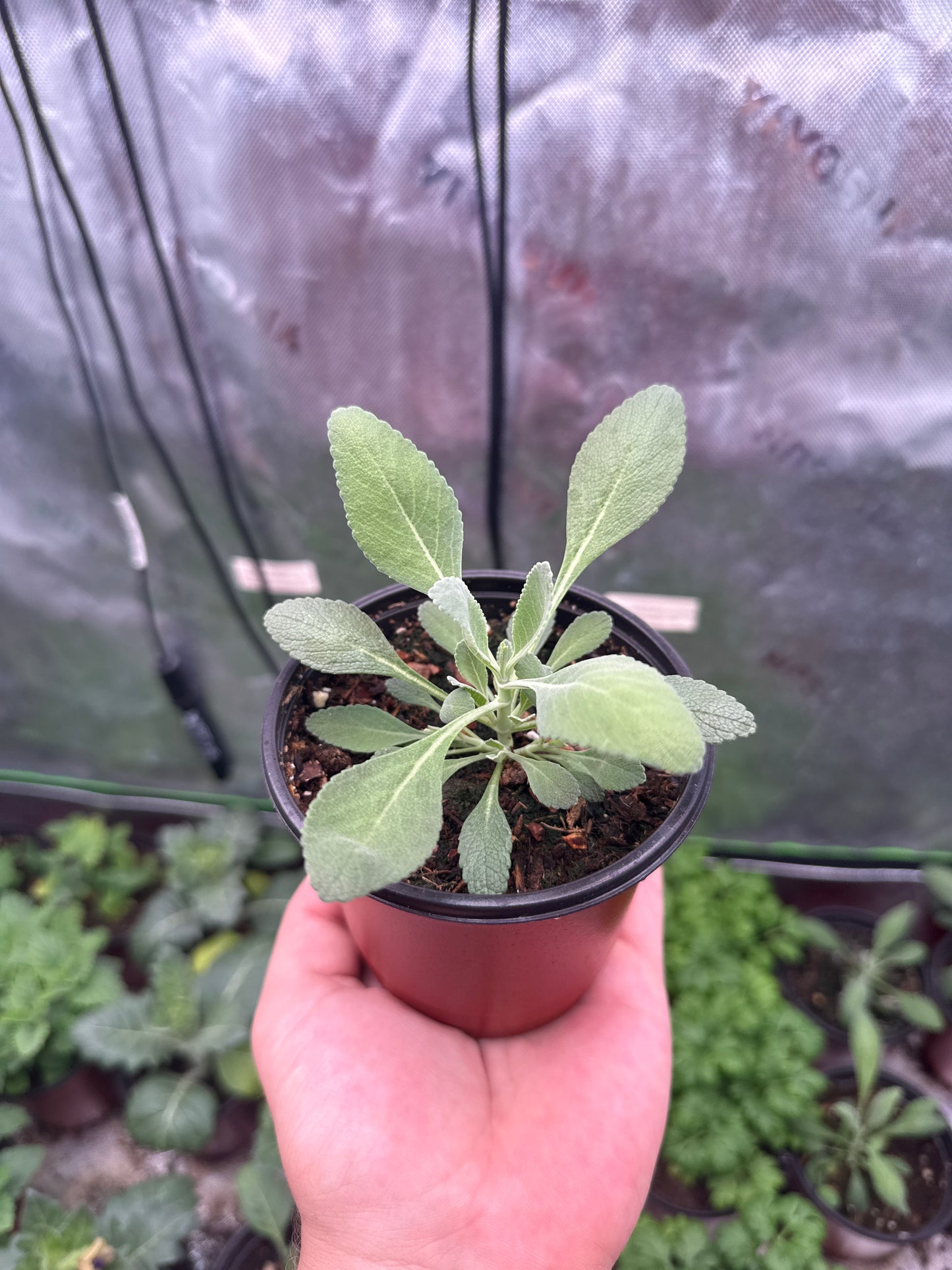 Sacred White Sage **Live Plant** (Salvia apiana)
