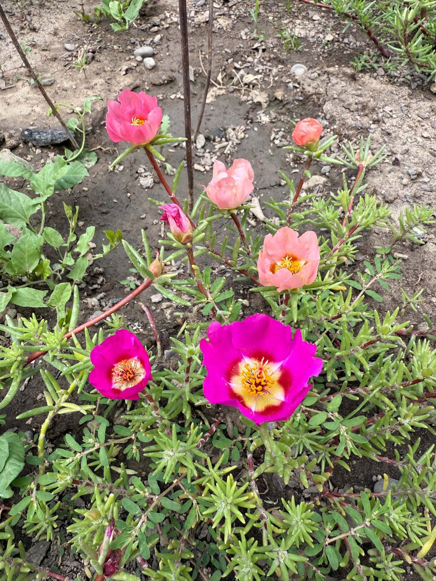 Moss Rose **Live Plant** (Portulaca grandiflora)