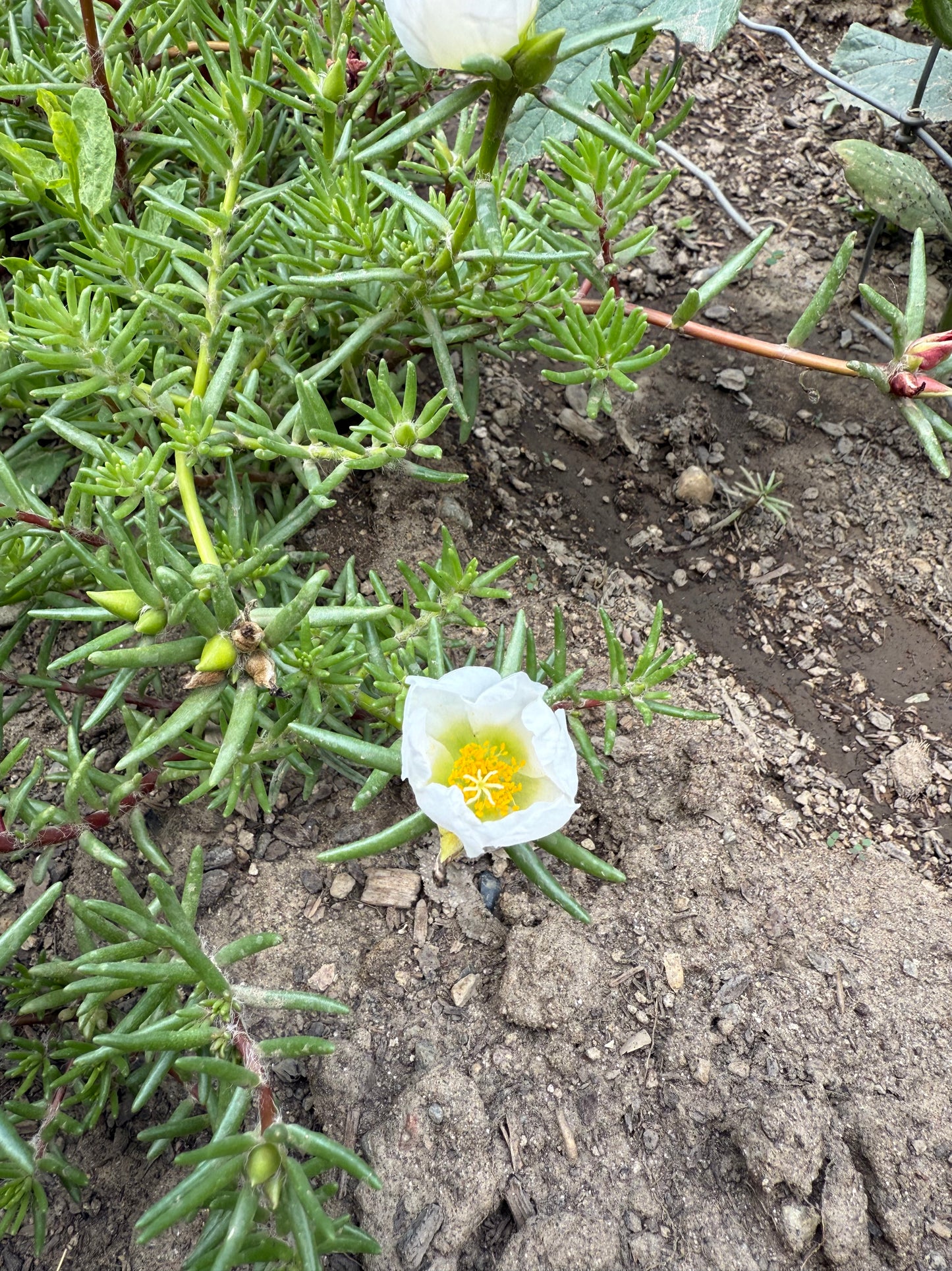 Moss Rose **Live Plant** (Portulaca grandiflora)