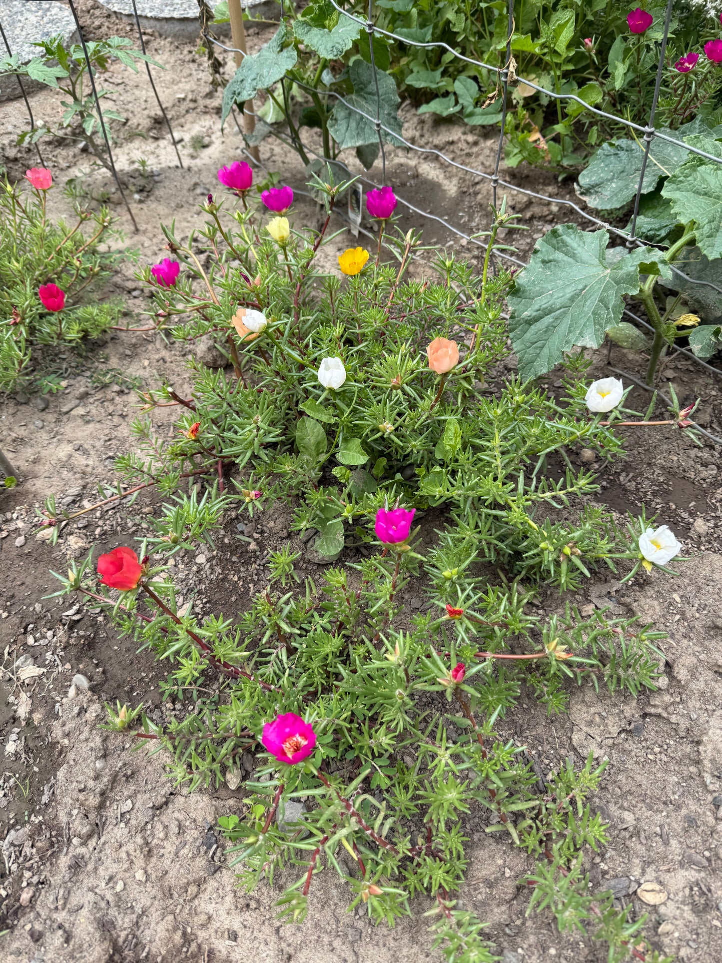 Moss Rose **Live Plant** (Portulaca grandiflora)