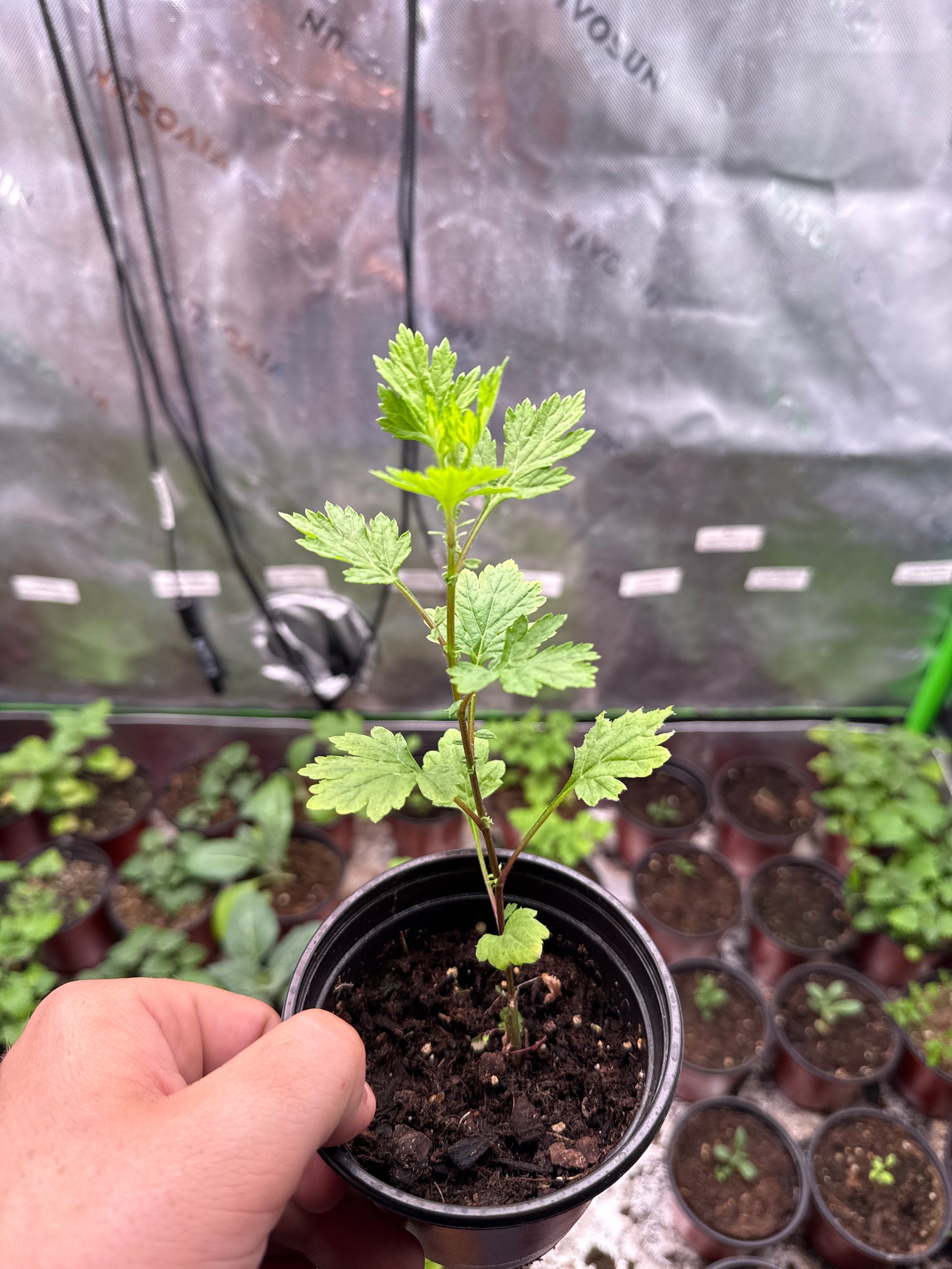 Mugwort **Live Plant** (Artemisia vulgaris)