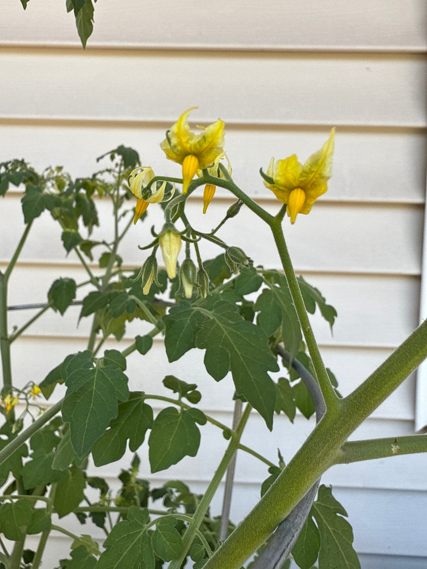 200 Small Red Cherry Tomato Seeds