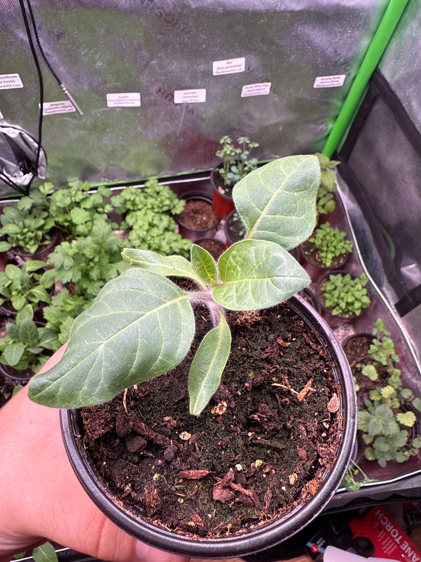 10 Datura Moonflower Seeds (Datura inoxia)