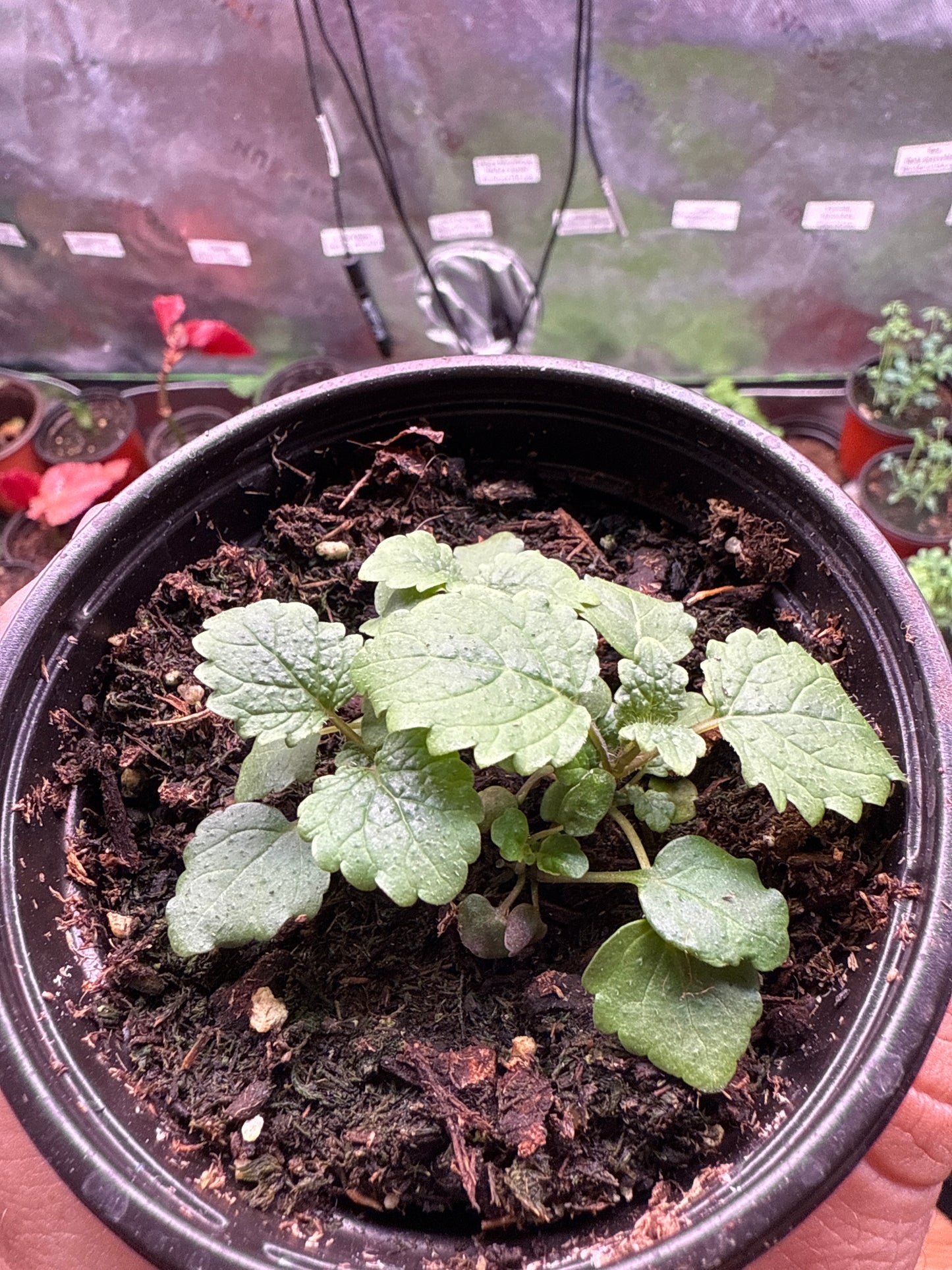 Lemon Balm **Live Plant** (Melissa officinalis)