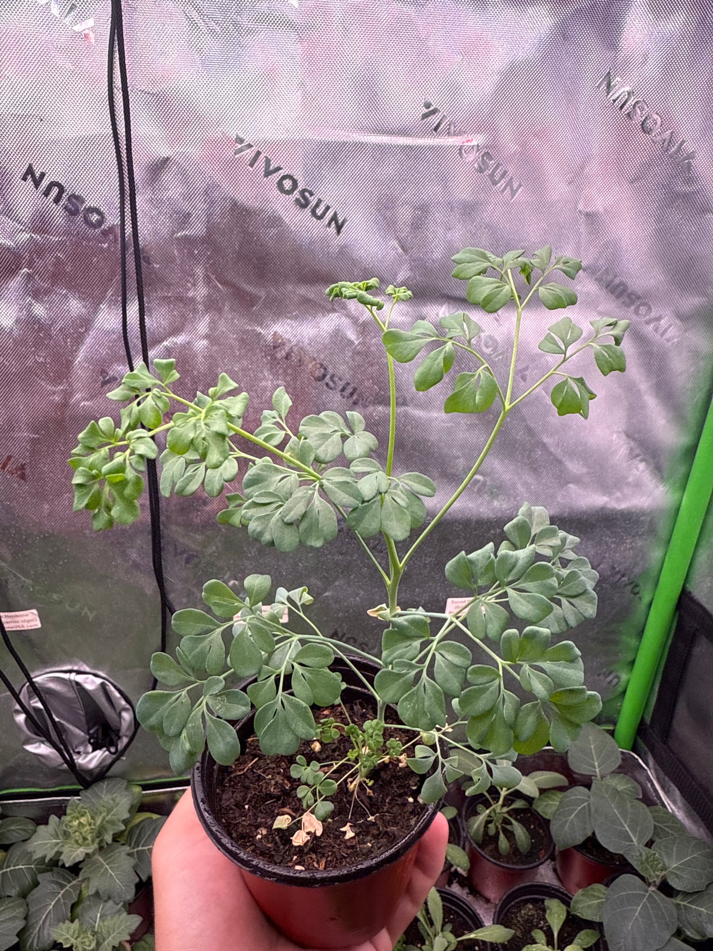 200 Rue Seeds (Ruta graveolens)
