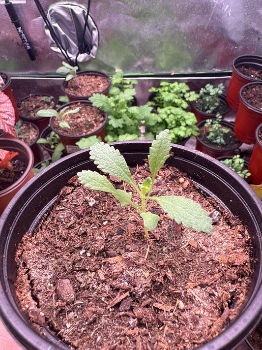 100 Sacred White Sage Seeds (Salvia apiana)