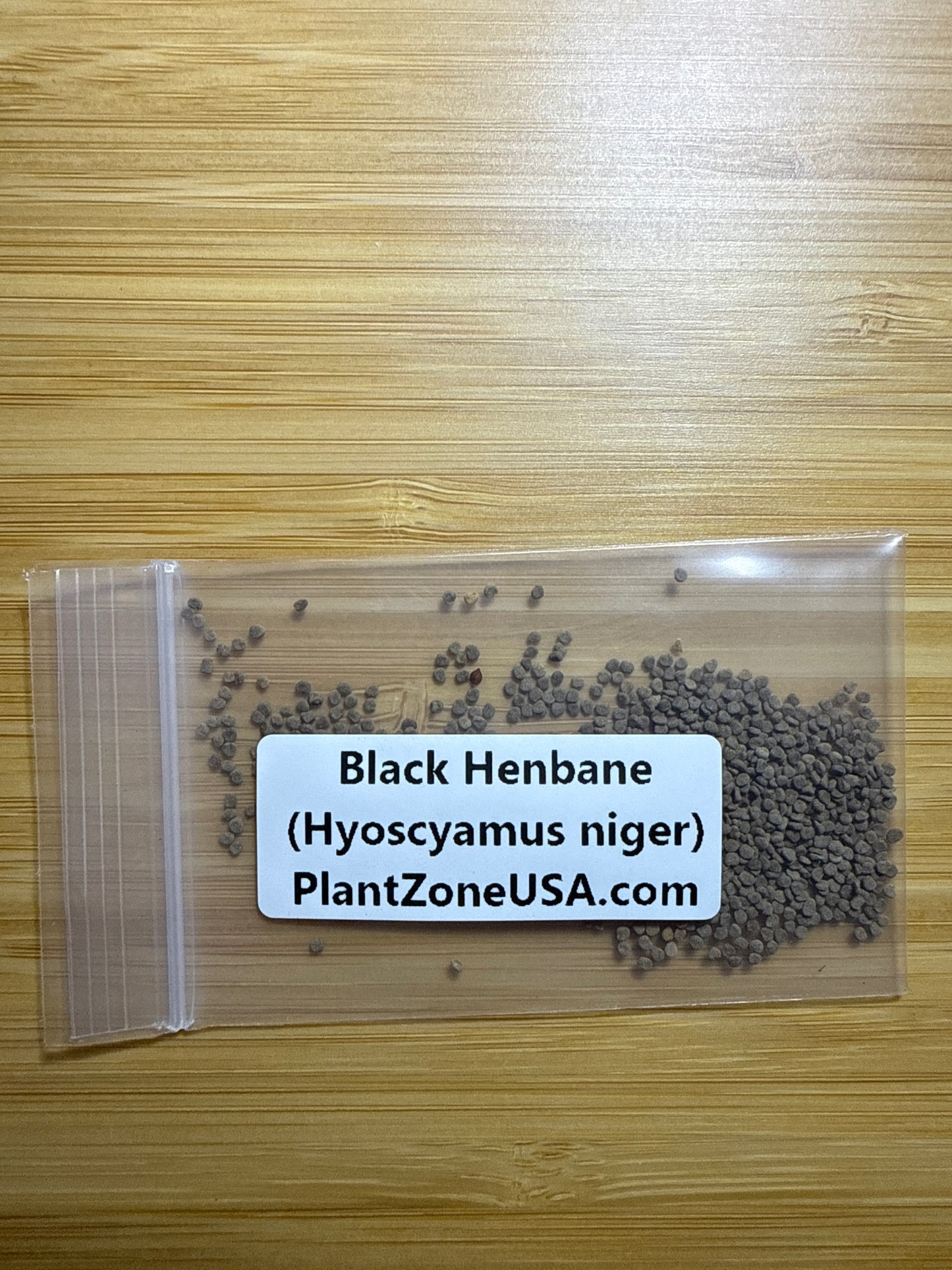 100 Henbane seeds (Hyoscyamus niger)