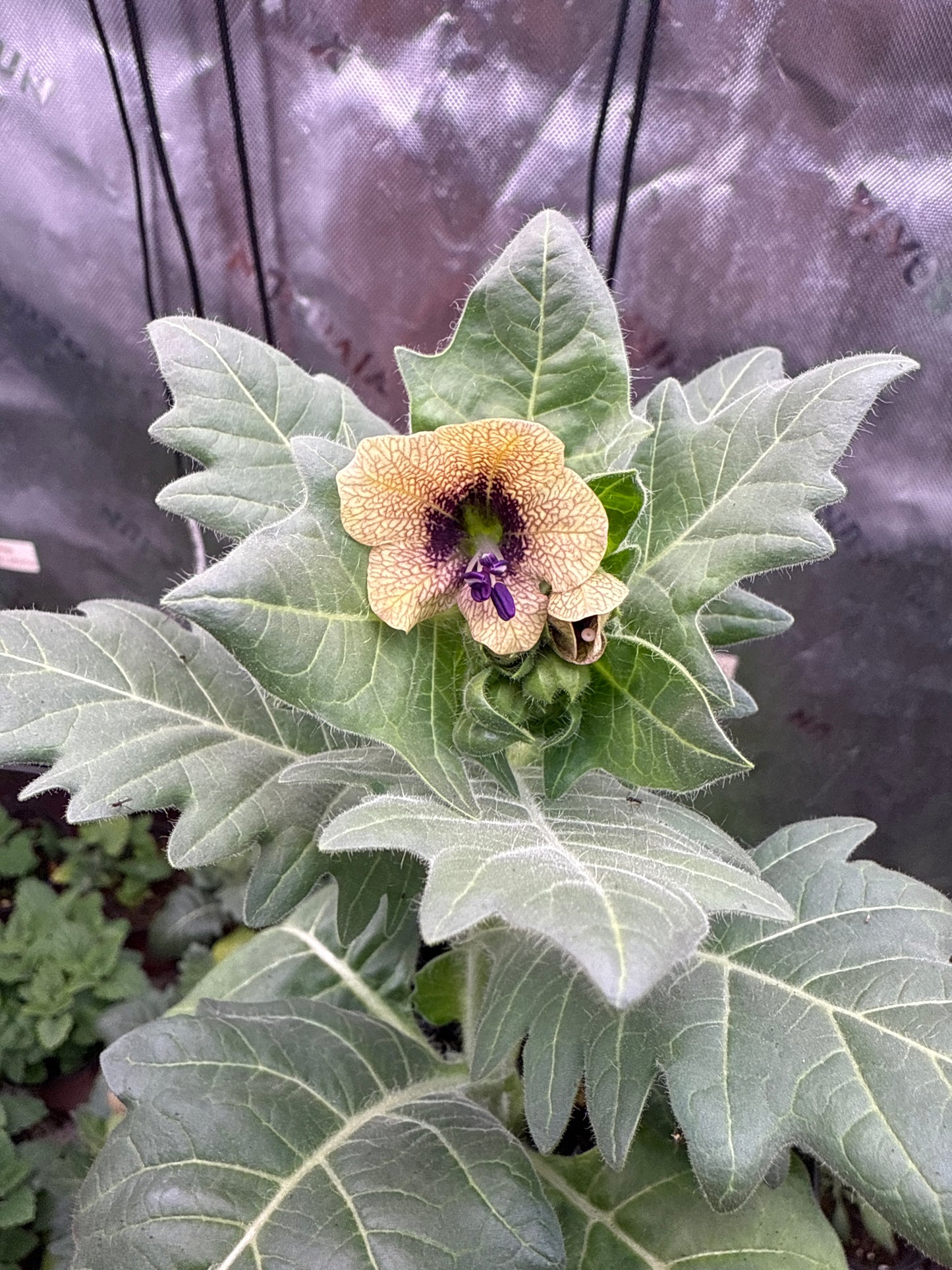 100 Henbane seeds (Hyoscyamus niger)