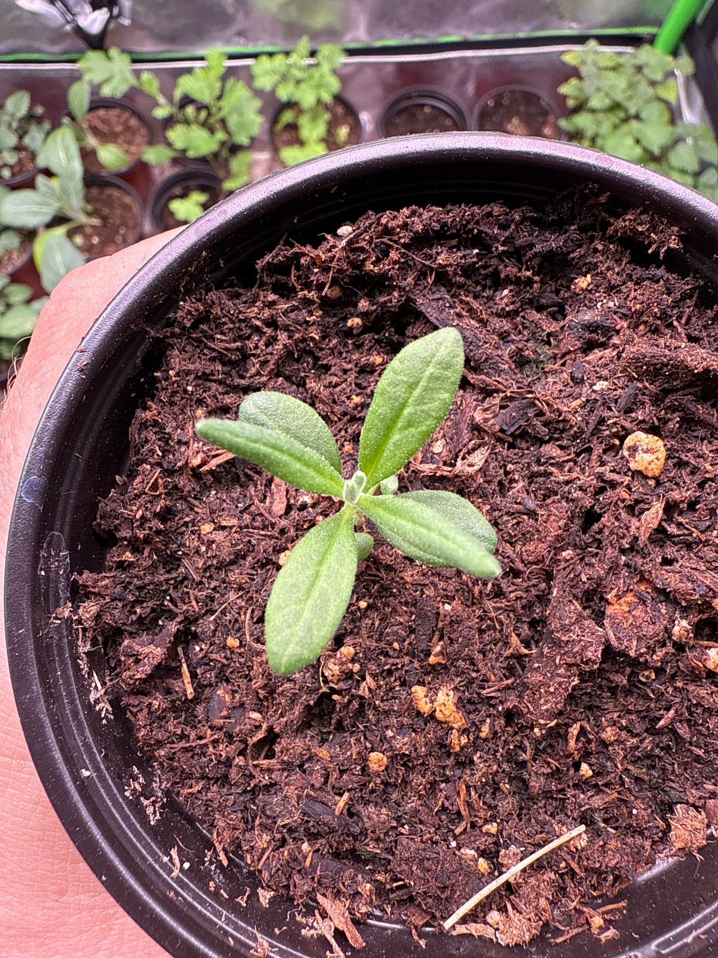 Lavender **Live Plant** (Lavandula angustifolia)