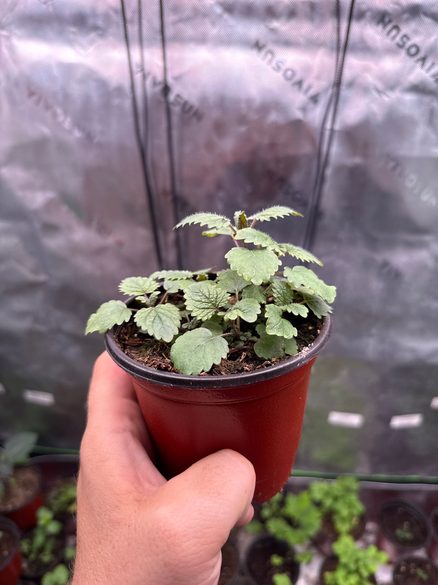Lemon Balm **Live Plant** (Melissa officinalis)