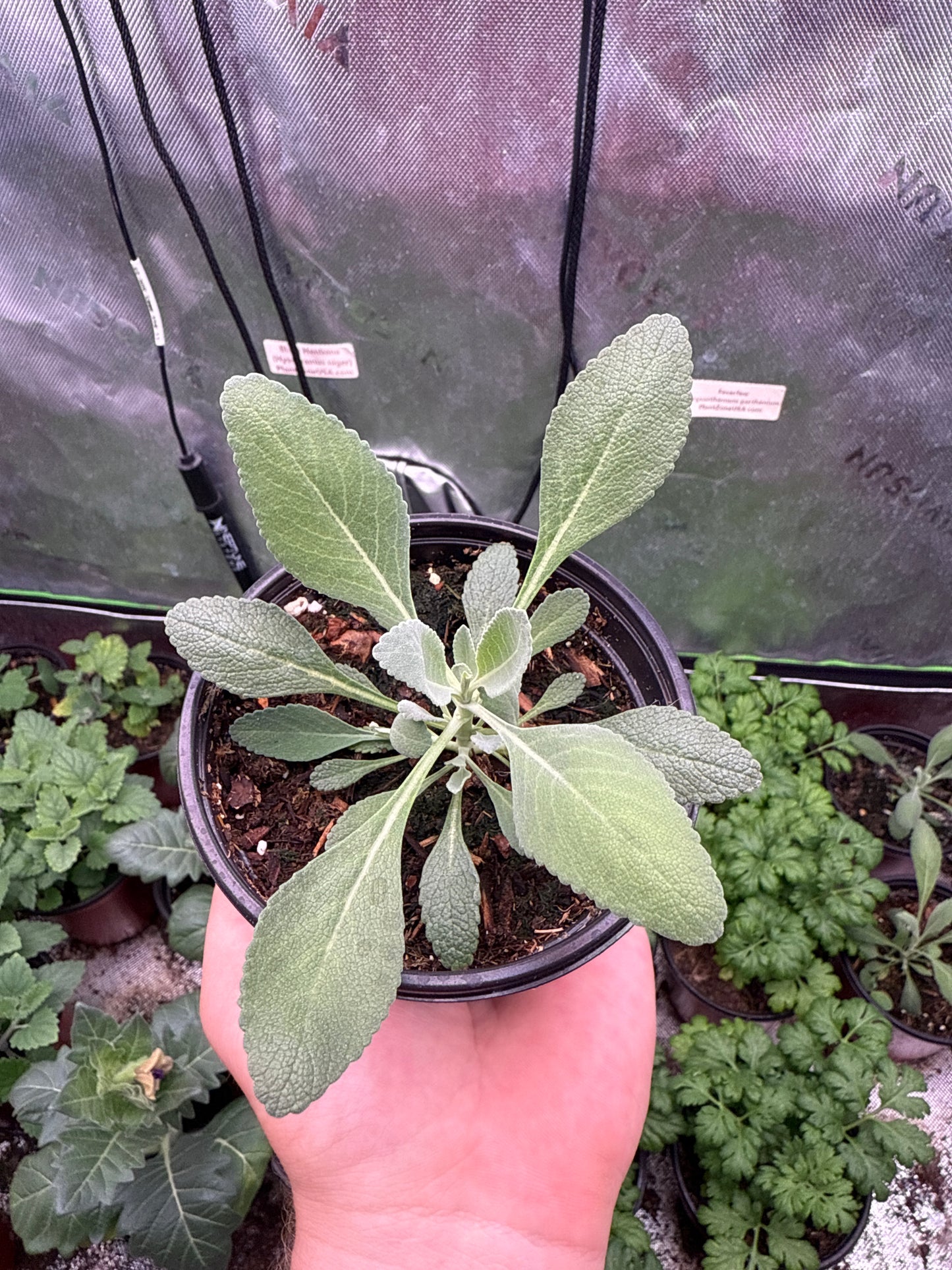 Sacred White Sage **Live Plant** (Salvia apiana)