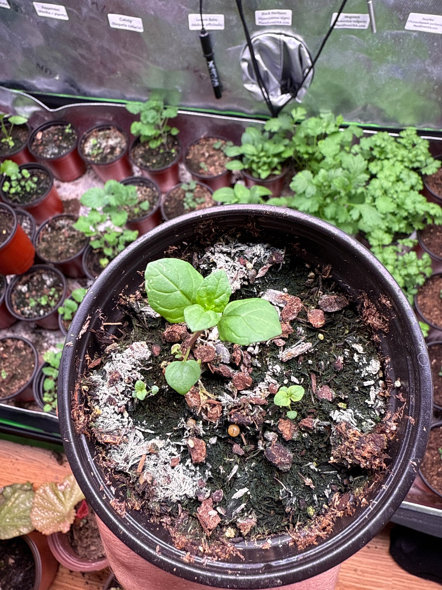 Peppermint **Live Plant** (Mentha × piperita)