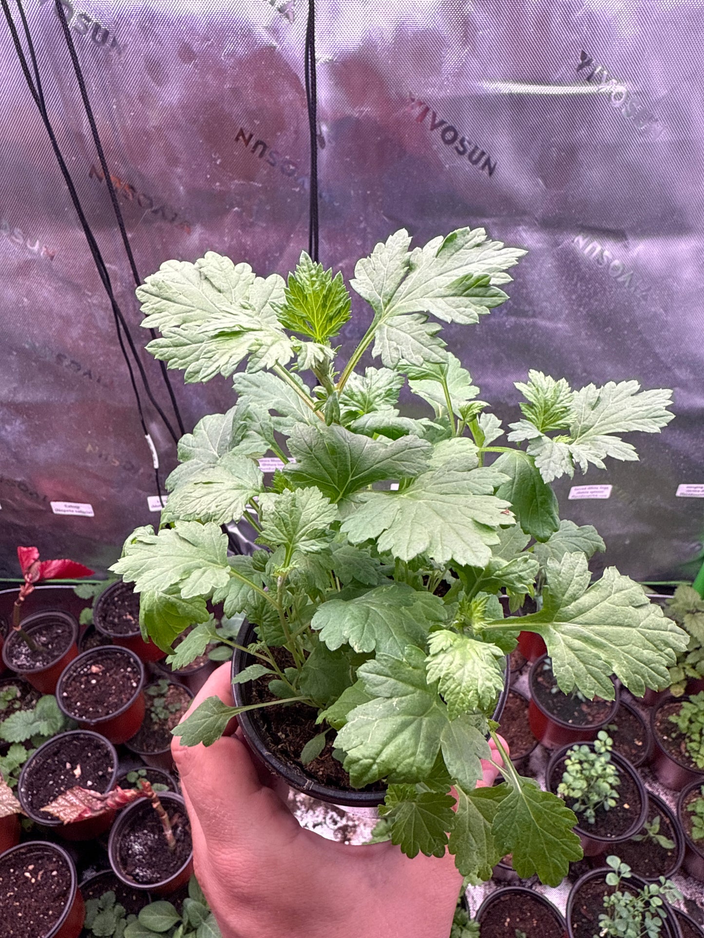 200 Mugwort Seeds (Artemisia vulgaris)