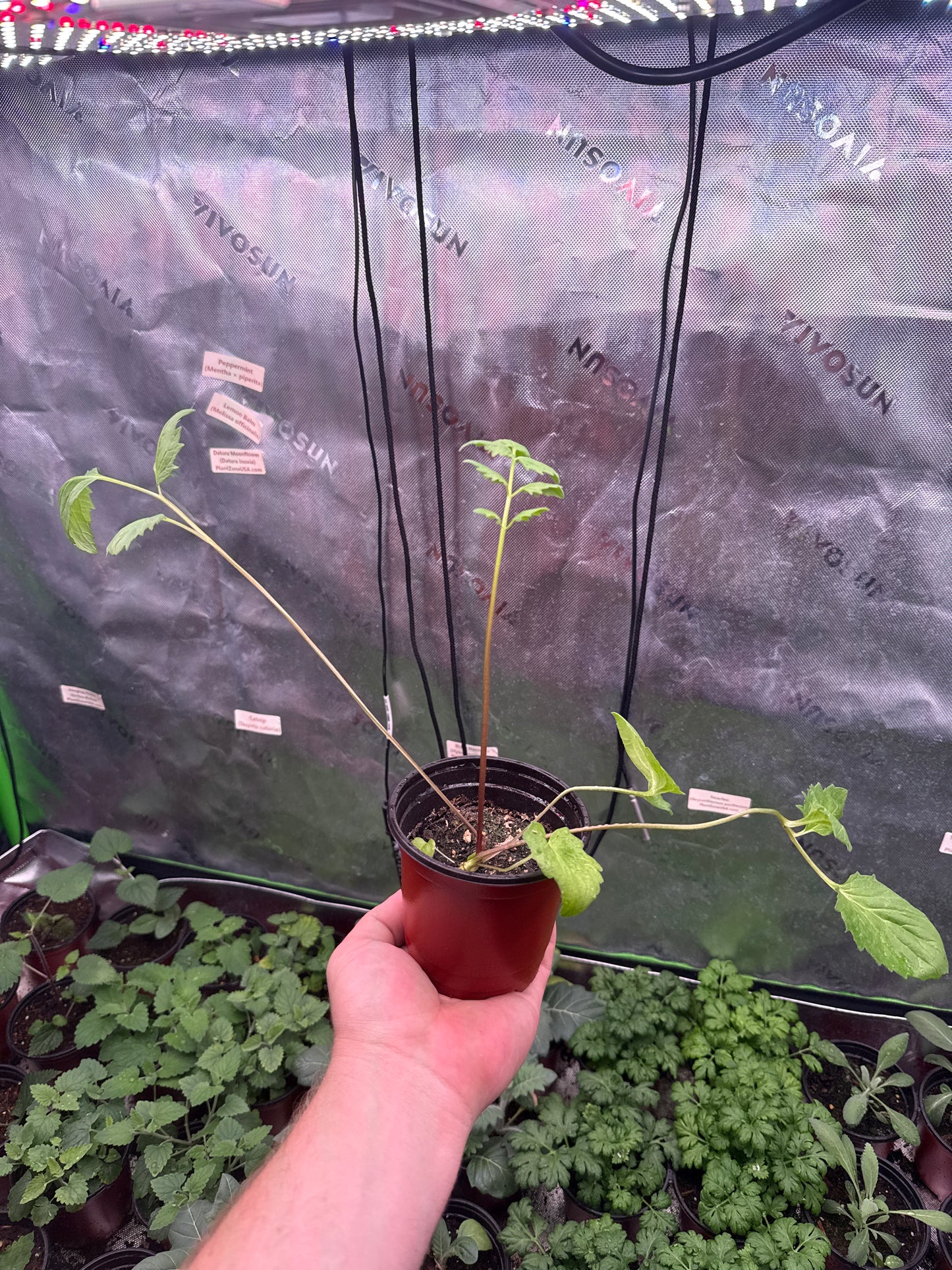 Valerian **Live Plant** (Valeriana officinalis)