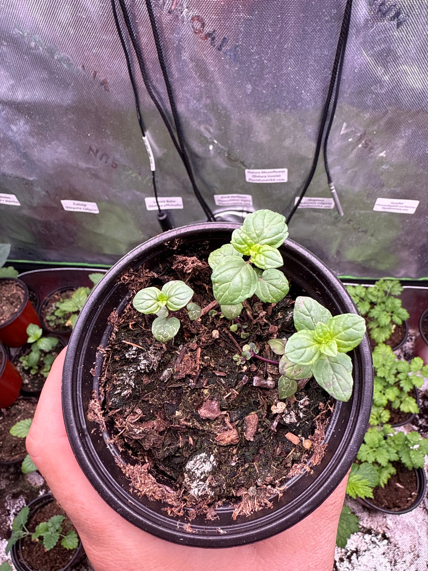 100 Peppermint Seeds (Mentha × piperita)