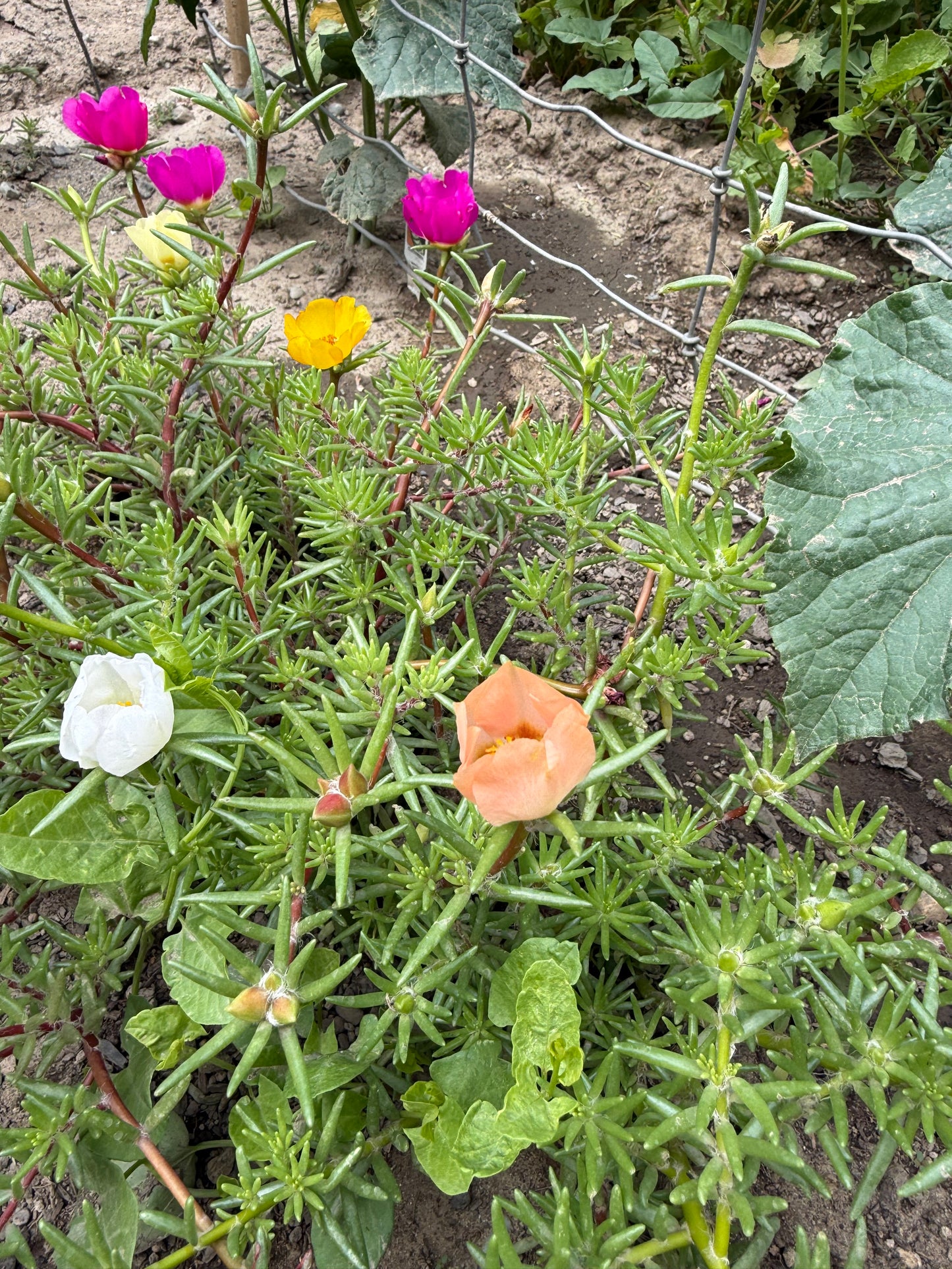 Moss Rose **Live Plant** (Portulaca grandiflora)