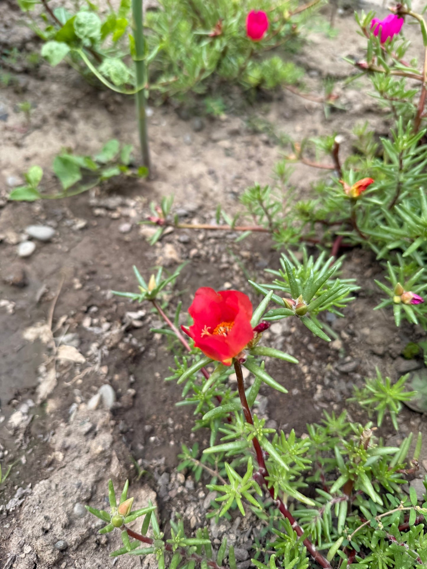 Moss Rose **Live Plant** (Portulaca grandiflora)