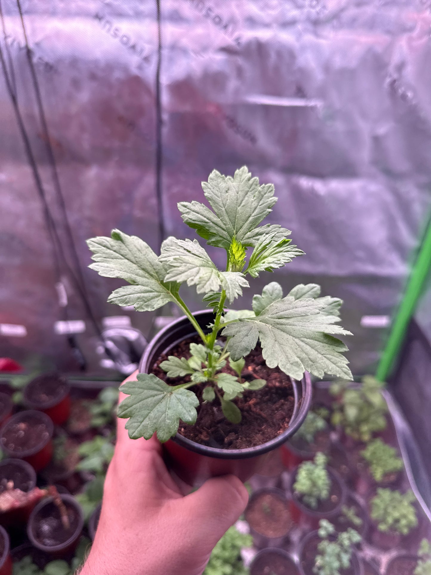 Mugwort **Live Plant** (Artemisia vulgaris)