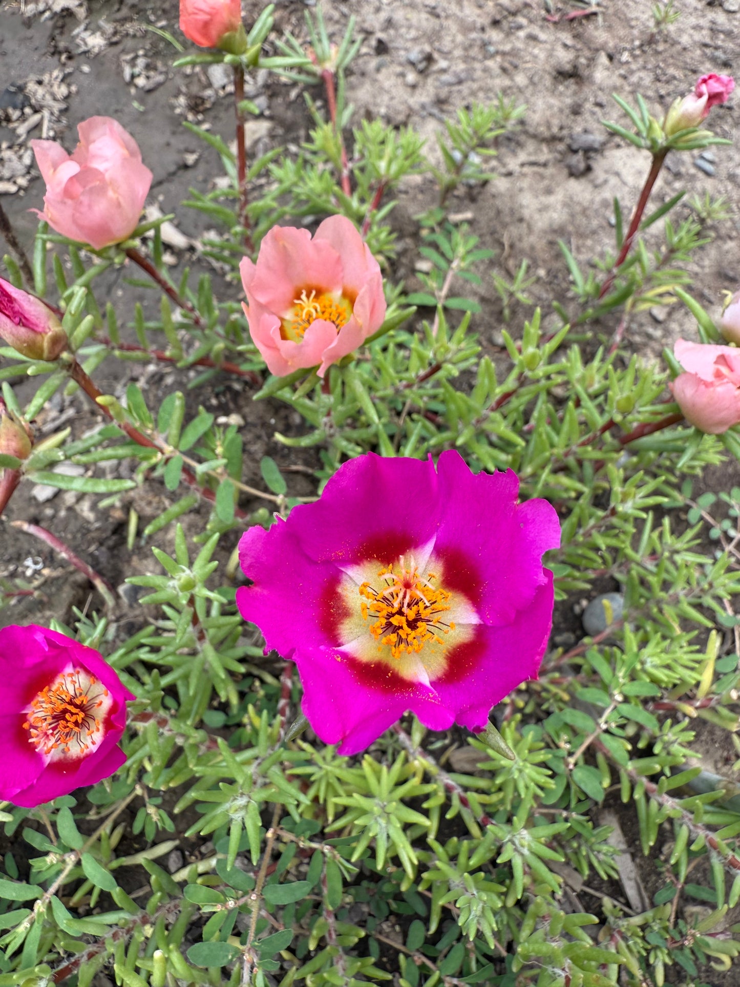 Moss Rose **Live Plant** (Portulaca grandiflora)