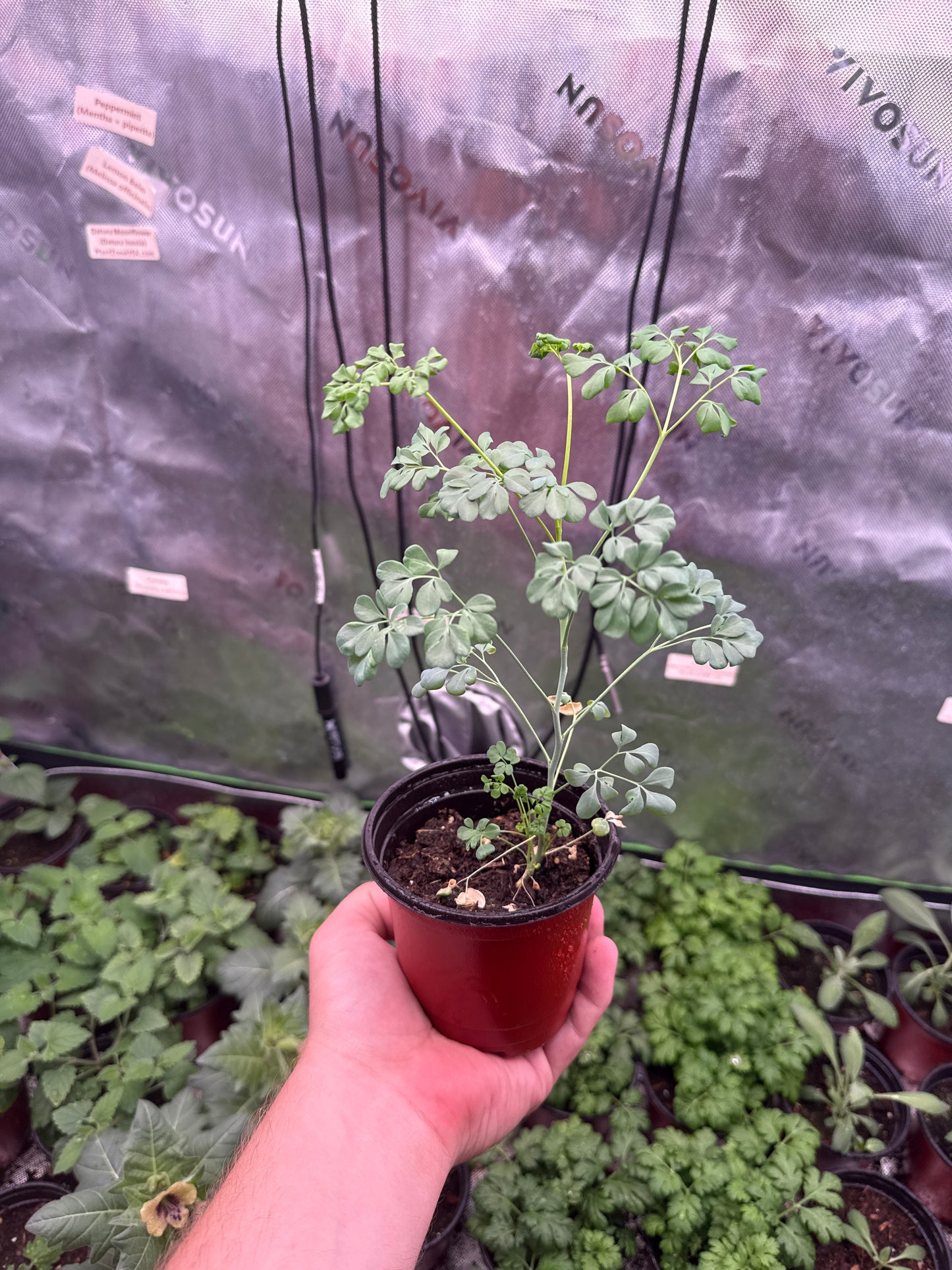 200 Rue Seeds (Ruta graveolens)