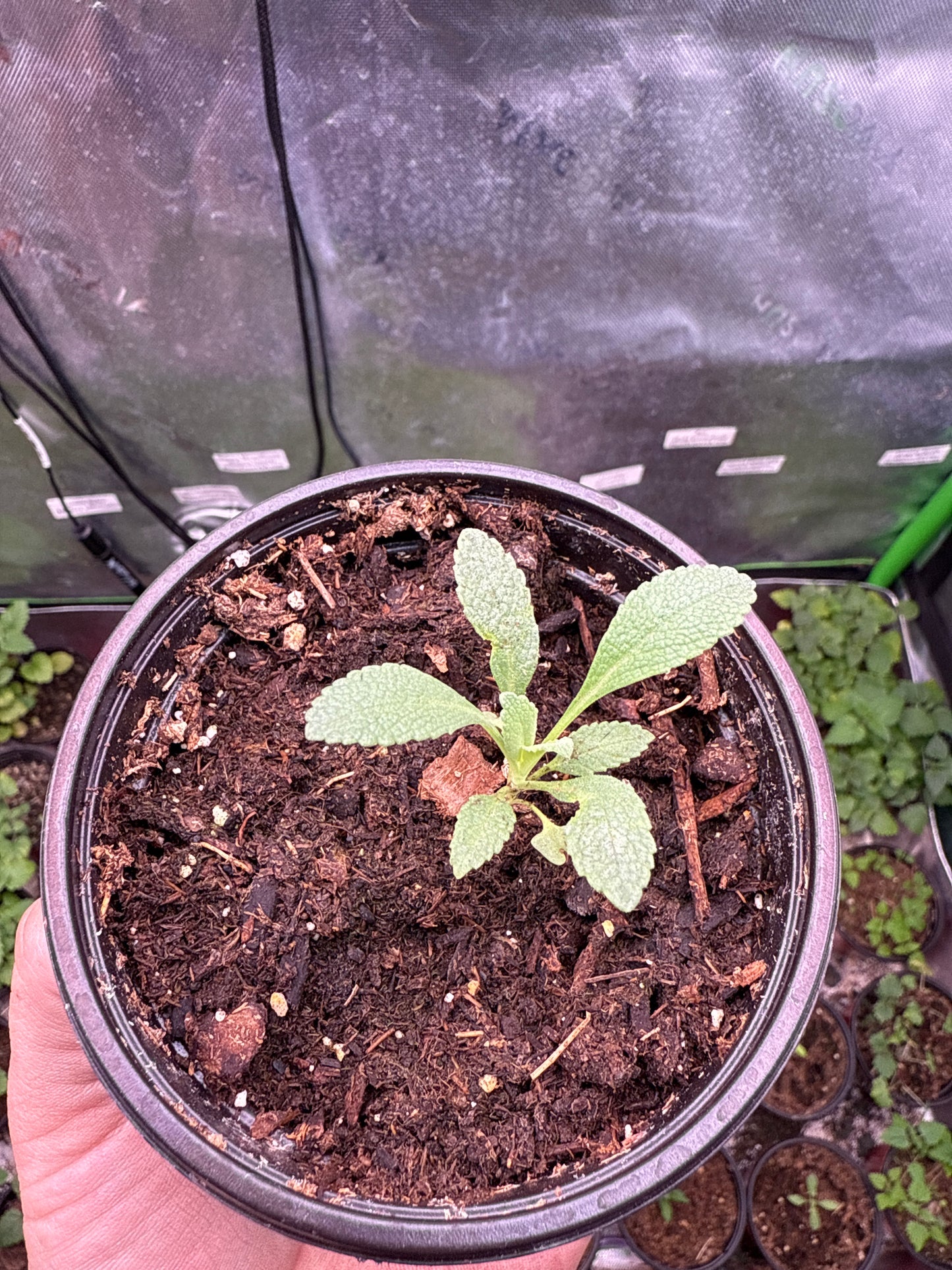 Sacred White Sage **Live Plant** (Salvia apiana)