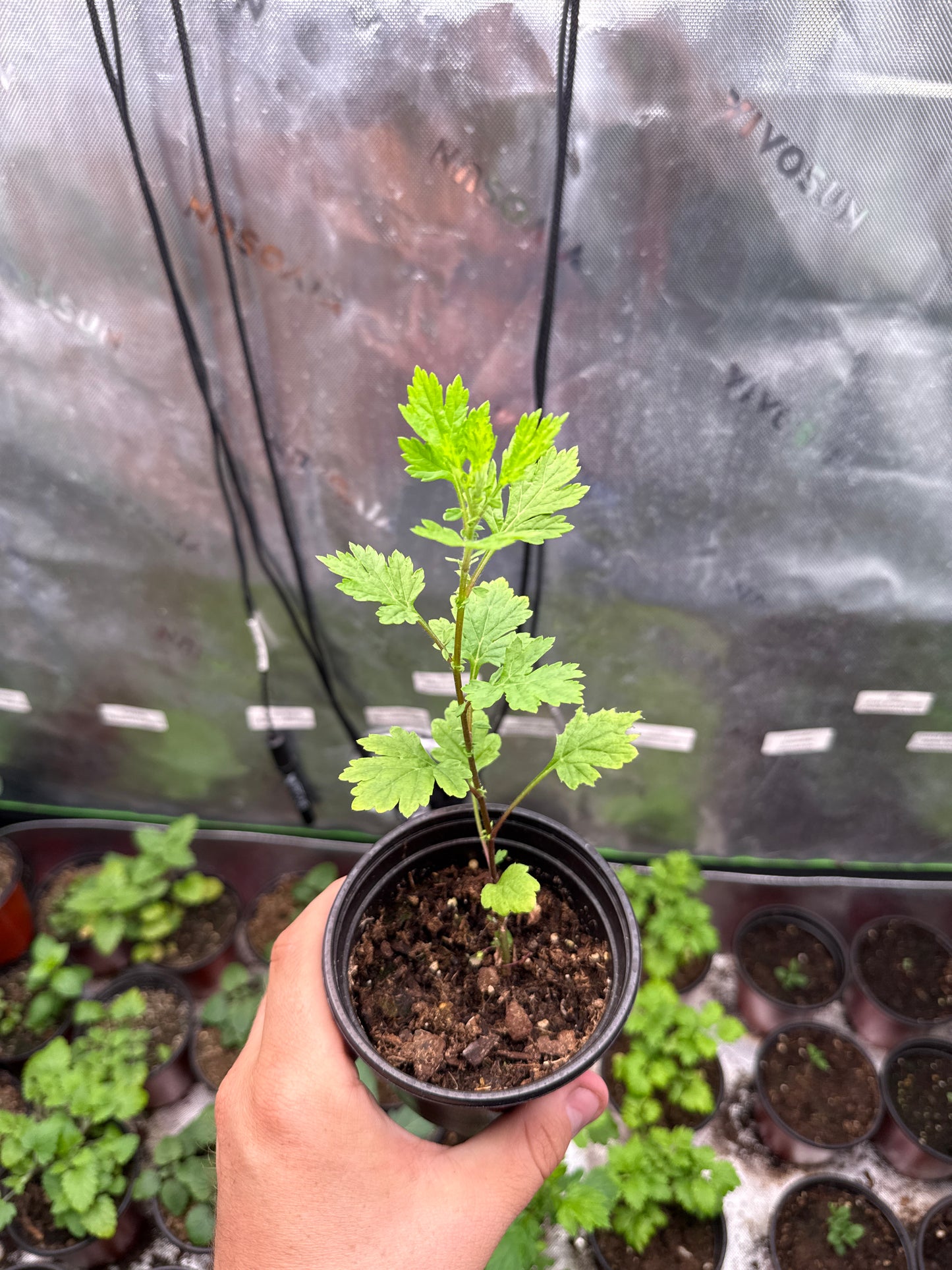 200 Mugwort Seeds (Artemisia vulgaris)