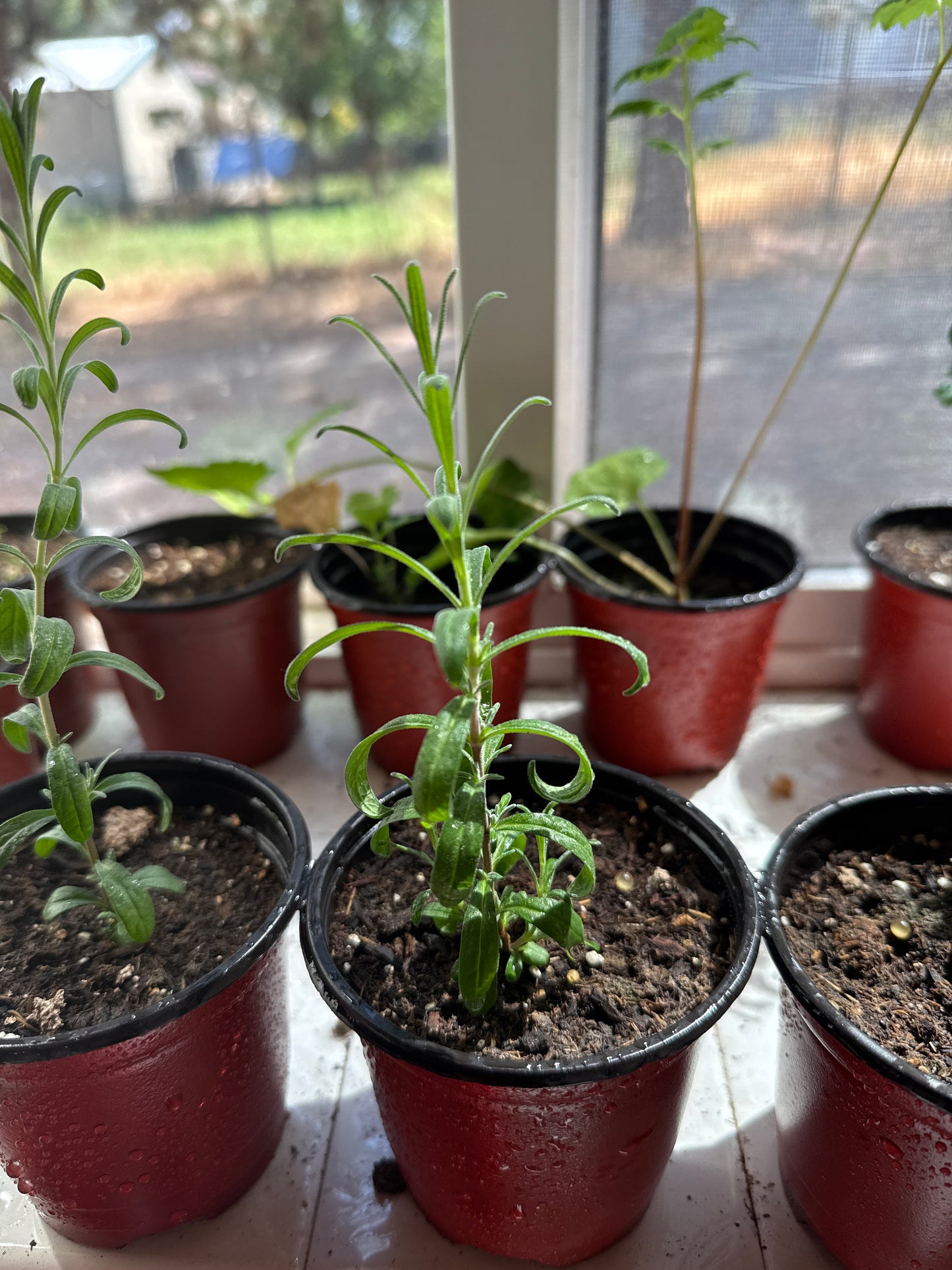 Lavender **Live Plant** (Lavandula angustifolia)