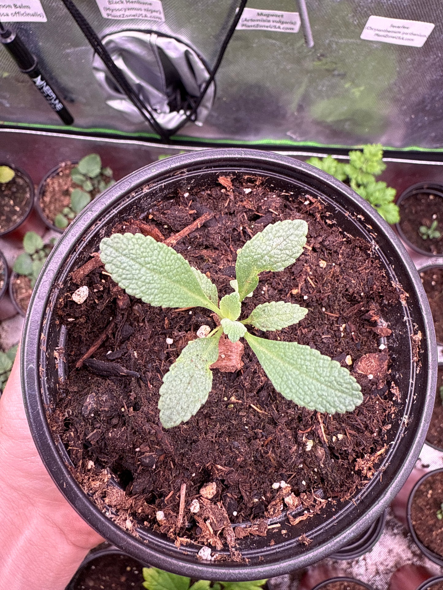 Sacred White Sage **Live Plant** (Salvia apiana)