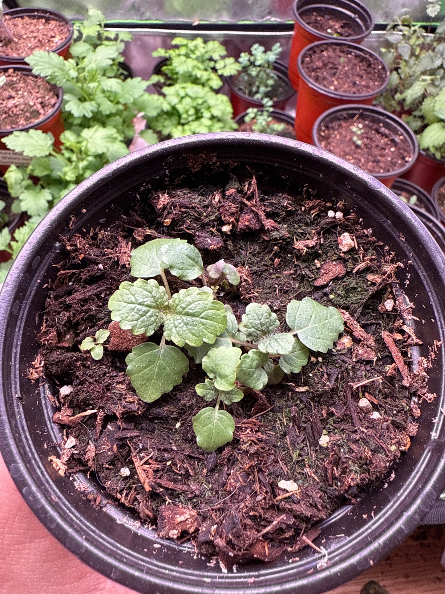 Lemon Balm **Live Plant** (Melissa officinalis)