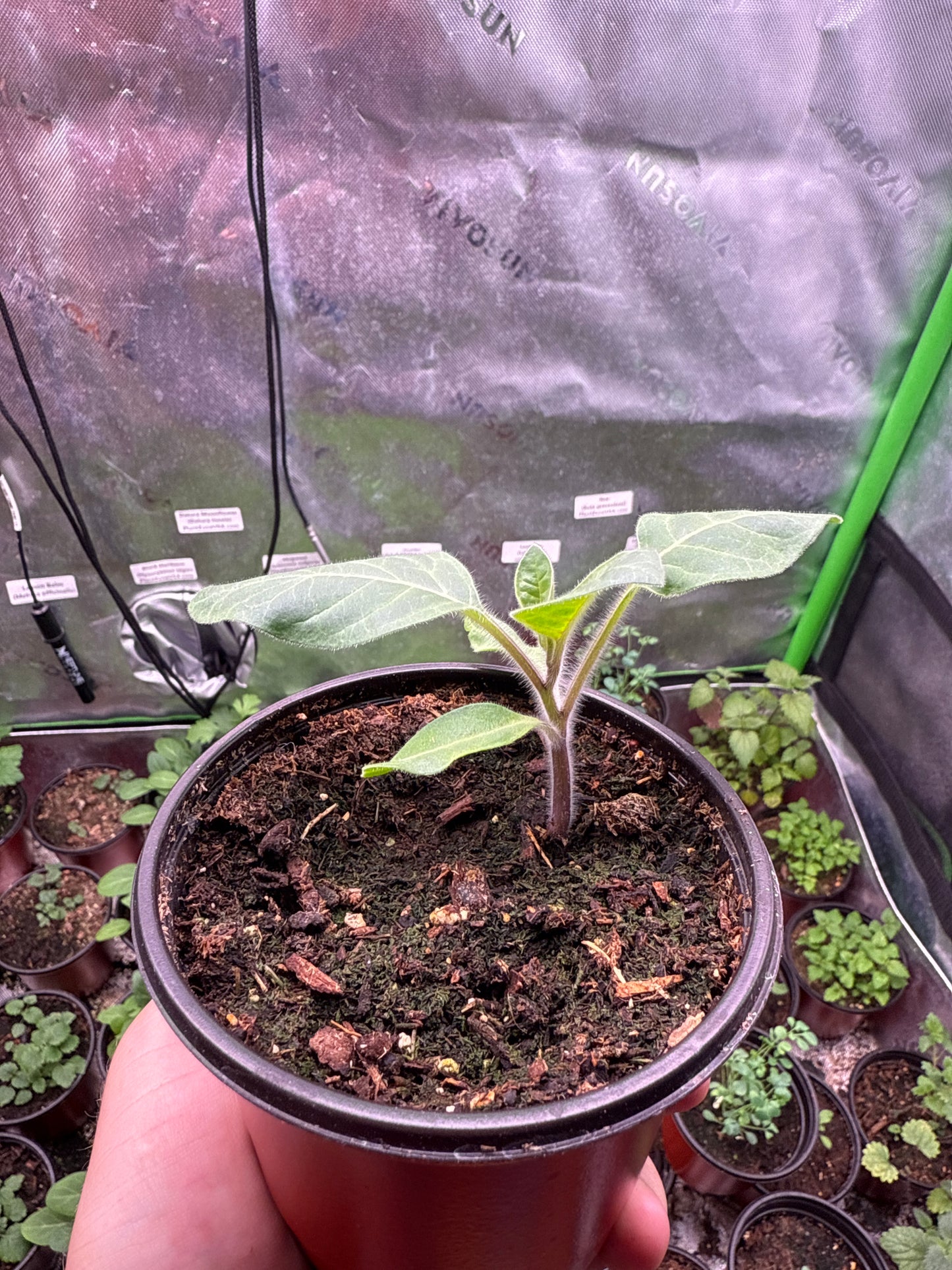 10 Datura Moonflower Seeds (Datura inoxia)