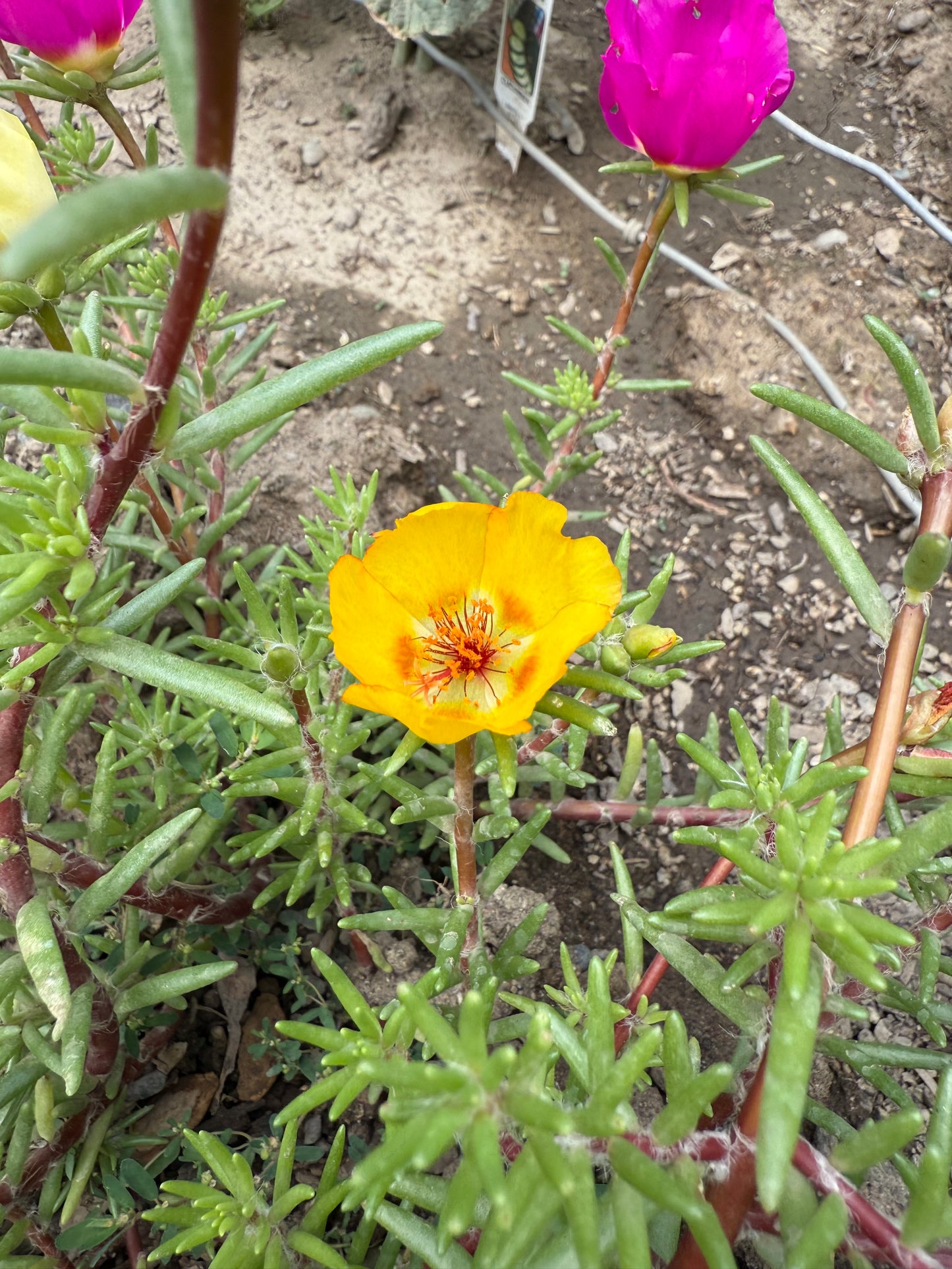Moss Rose **Live Plant** (Portulaca grandiflora)