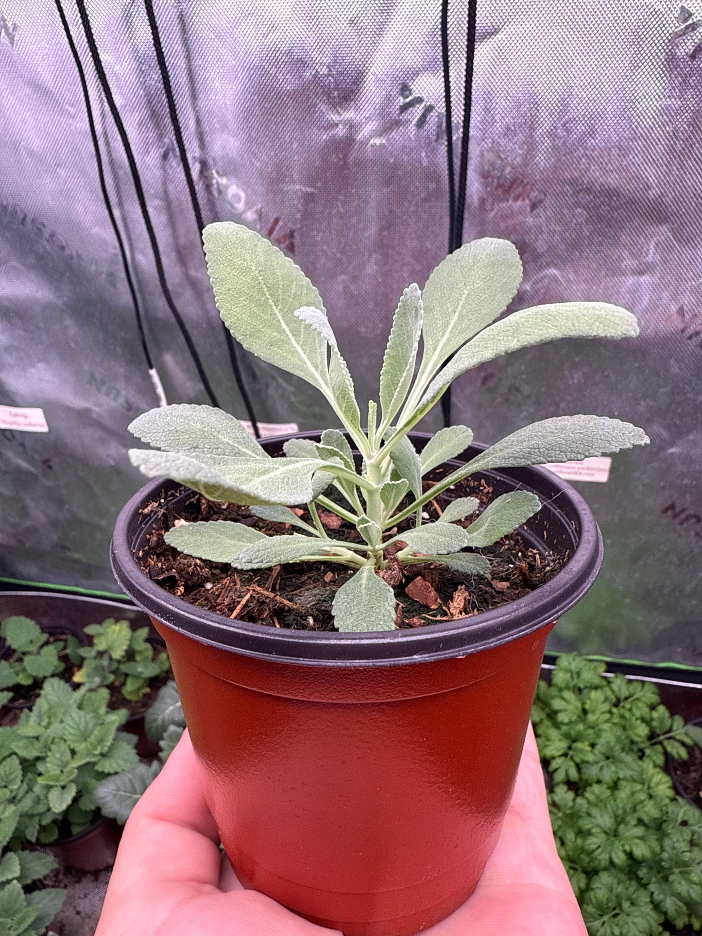 Sacred White Sage **Live Plant** (Salvia apiana)