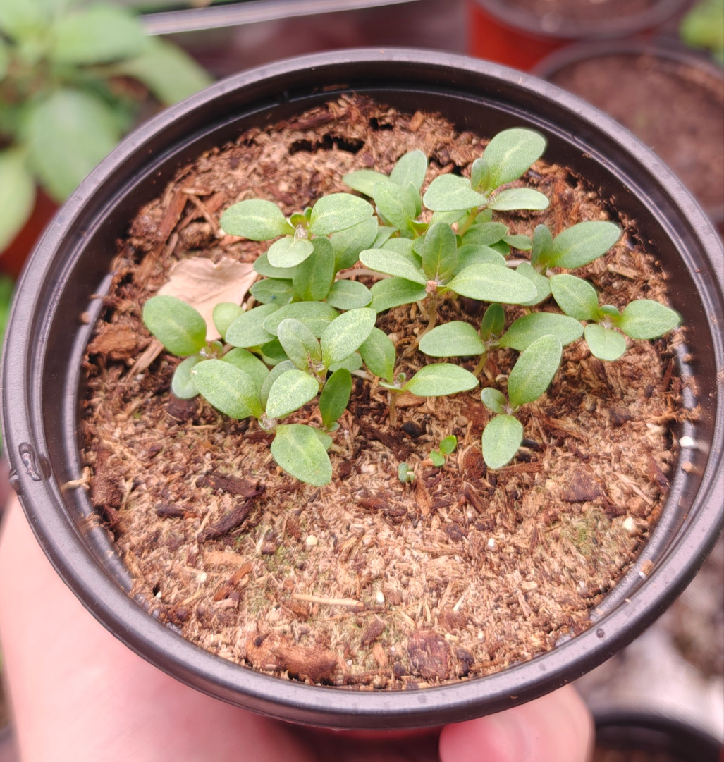Black Henbane **Live Plant** (Hyoscyamus niger)