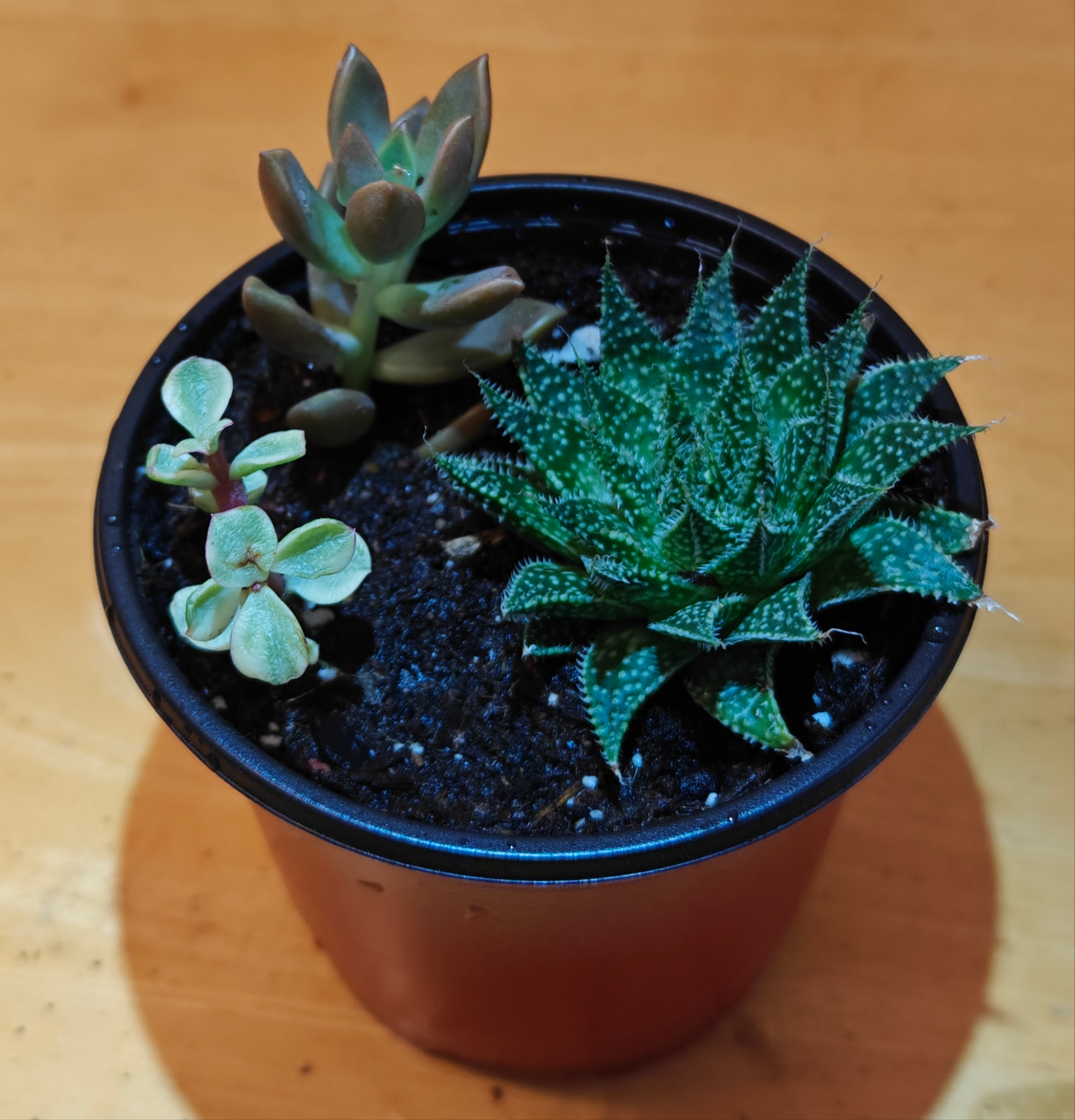 3 Assorted Succulent Plants **Live Variety Pack**