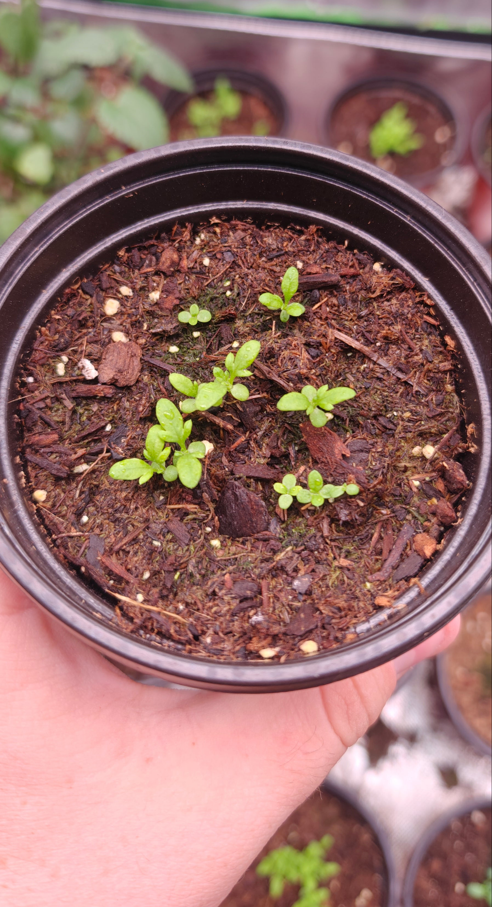 Feverfew **Live Plant** (Chrysanthemum parthenium)