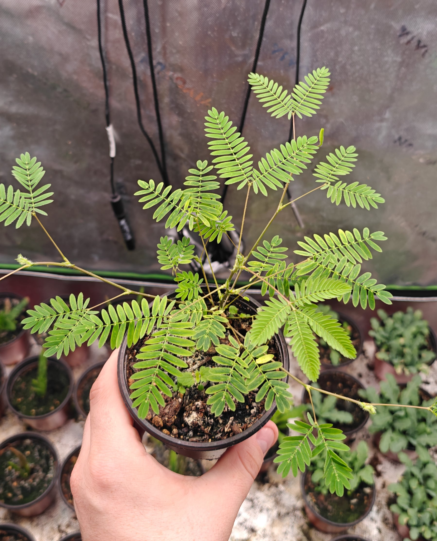 100 Humble/Sensitive Plant Seeds (Mimosa Pudica)