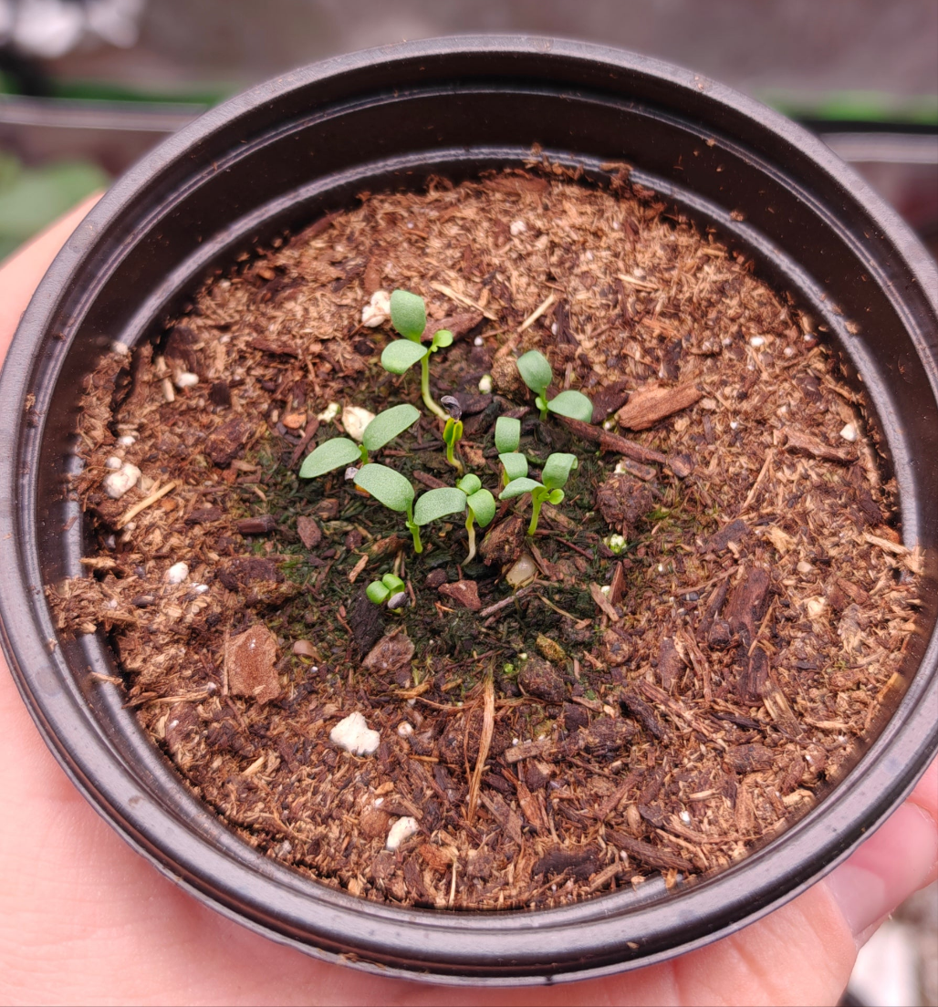 Rue **Live Plant** (Ruta graveolens)
