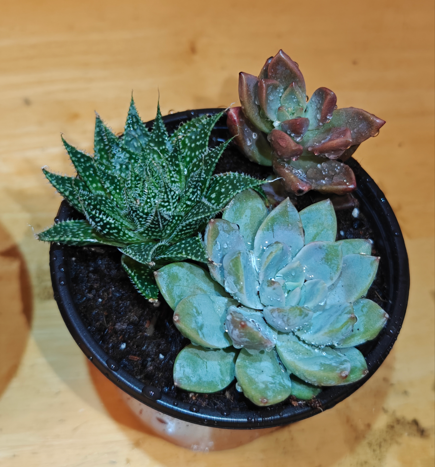 3 Assorted Succulent Plants **Live Variety Pack**