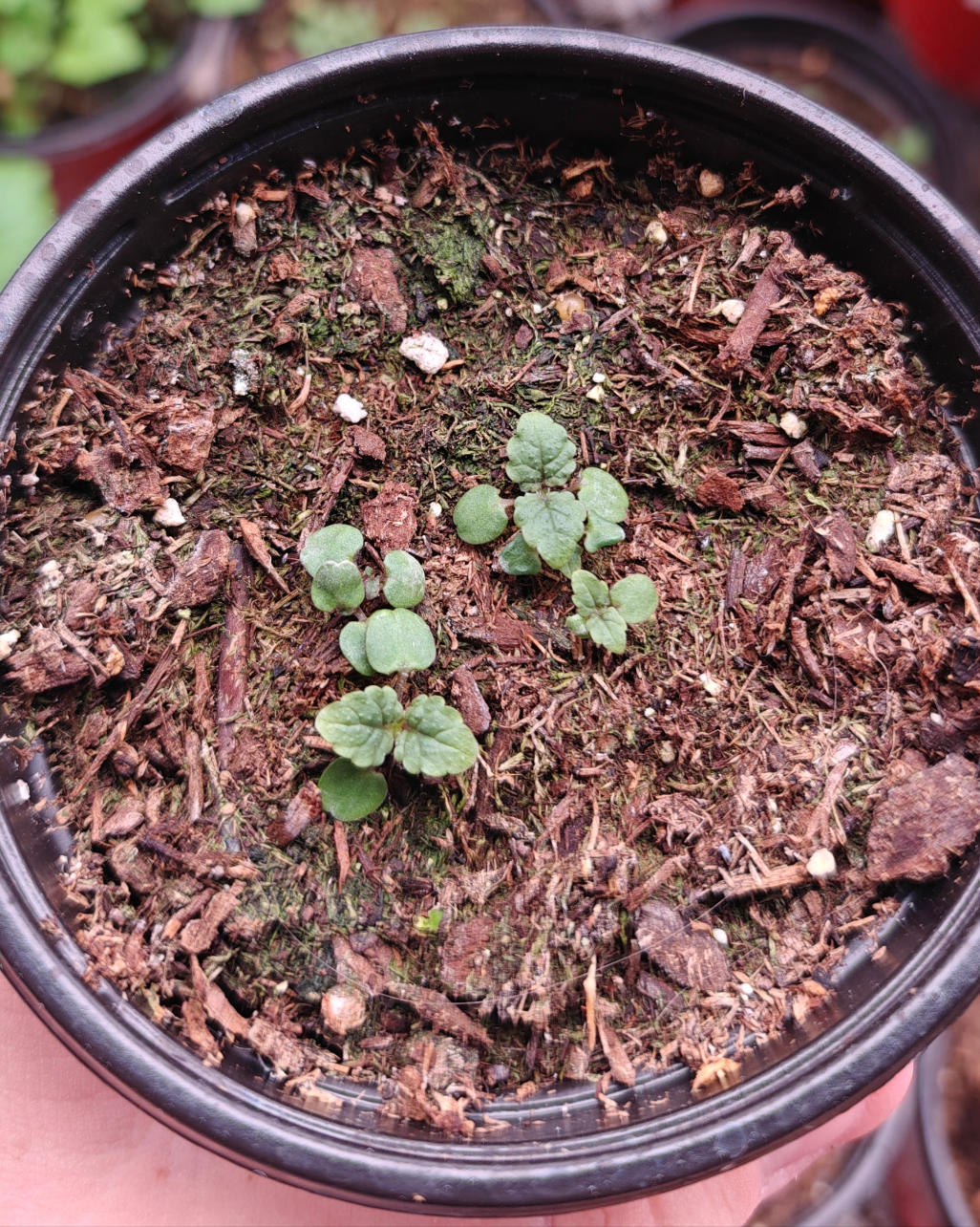 Lemon Balm **Live Plant** (Melissa officinalis)