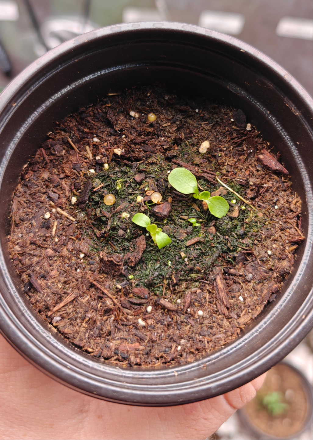 Valerian **Live Plant** (Valeriana officinalis)