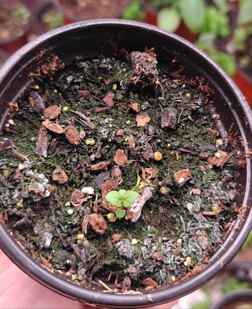 Peppermint **Live Plant** (Mentha × piperita)