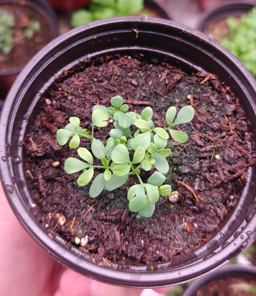 Rue **Live Plant** (Ruta graveolens)