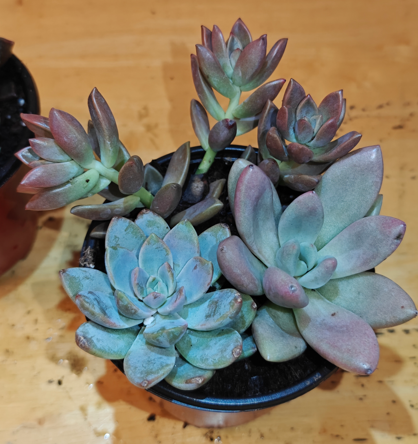3 Assorted Succulent Plants **Live Variety Pack**