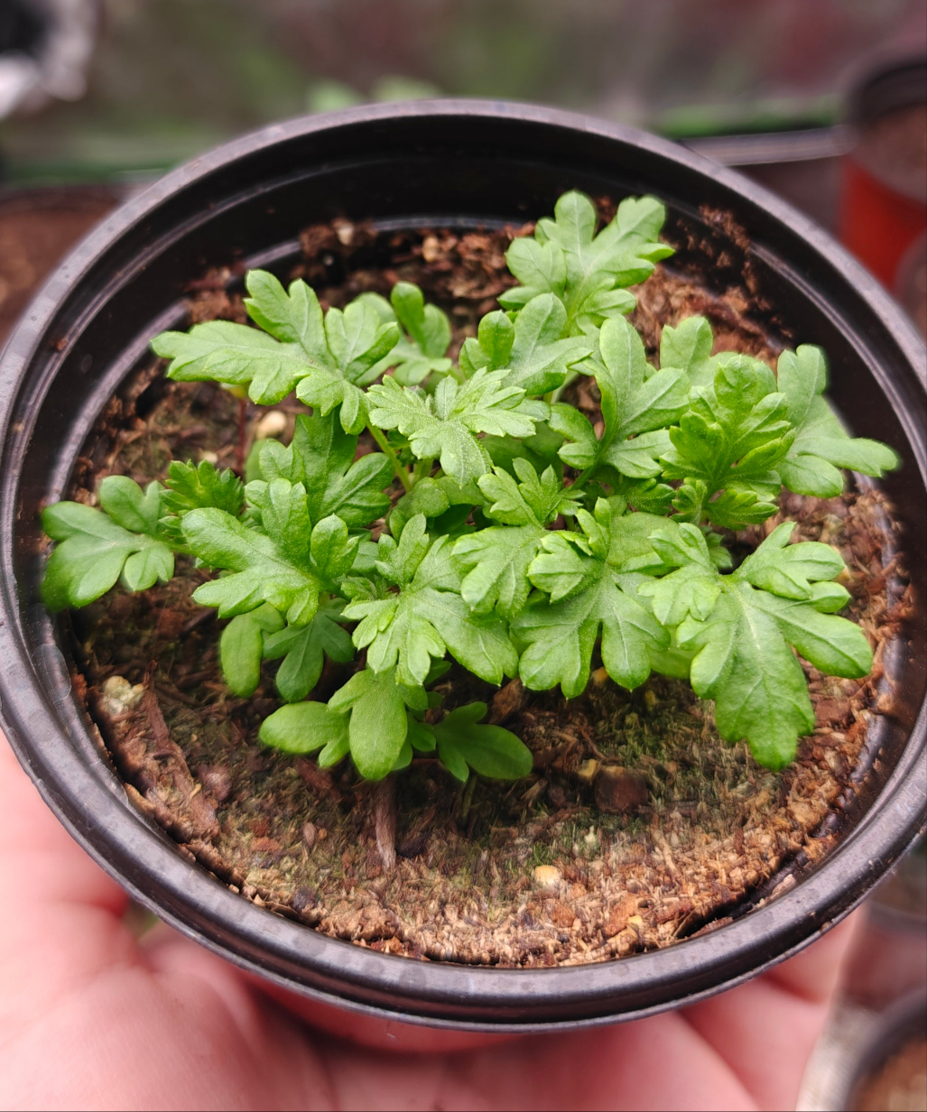 Feverfew **Live Plant** (Chrysanthemum parthenium)